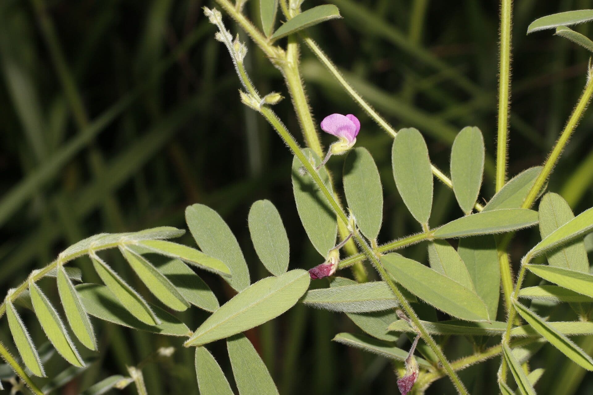 Tephrosia vicioides 9