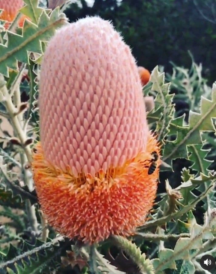 Banksia 7