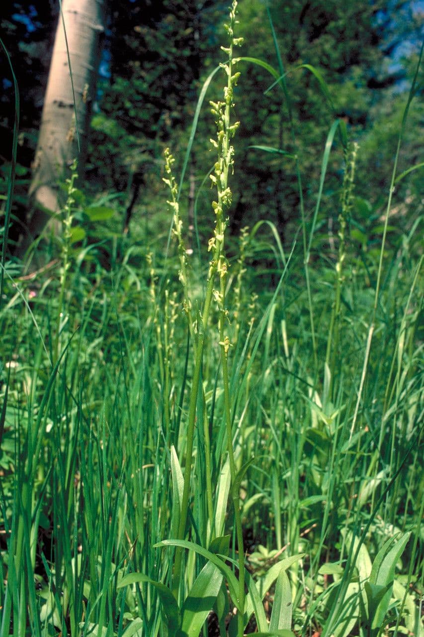 Platantera boreale 6