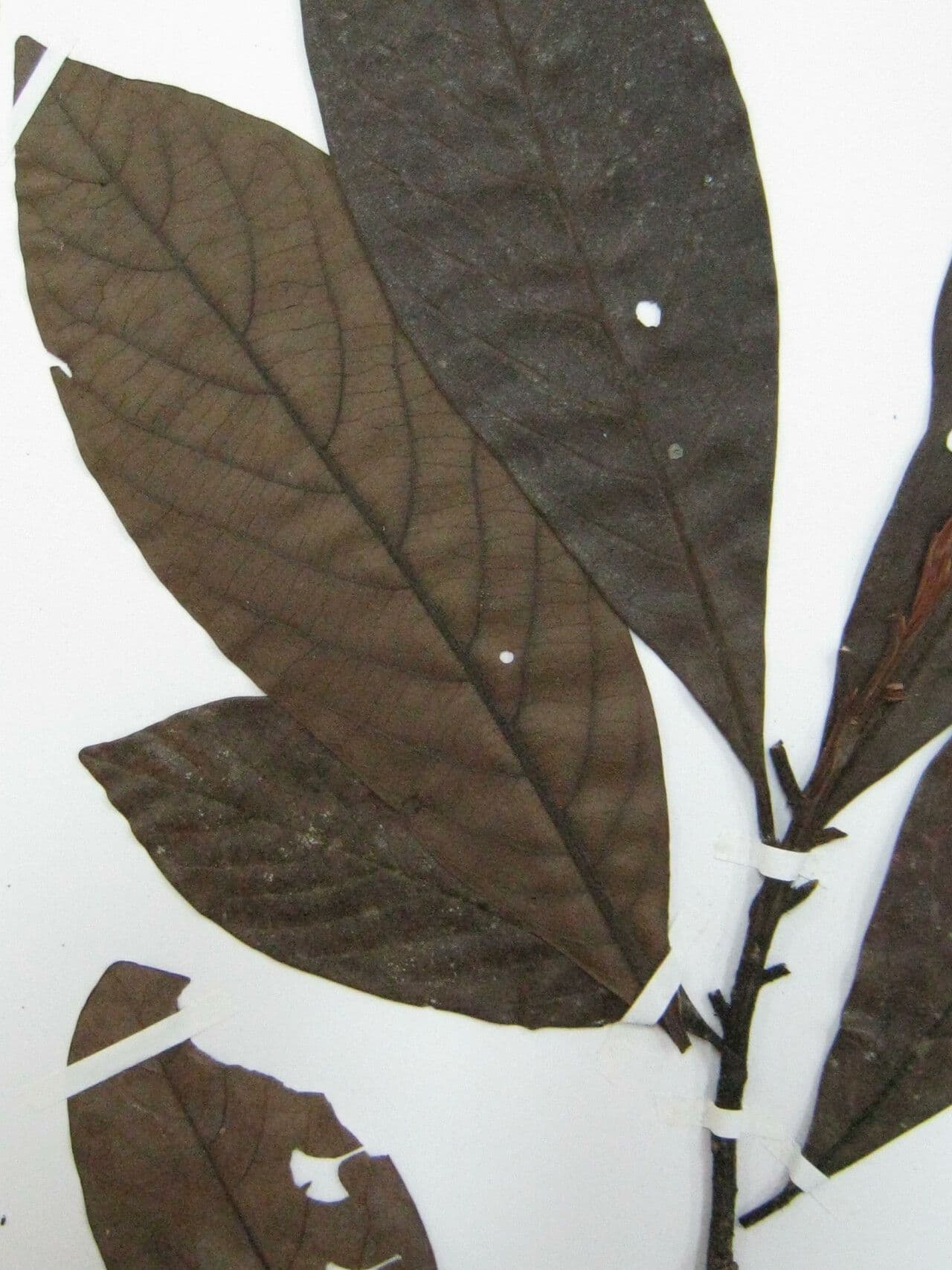 Ocotea
