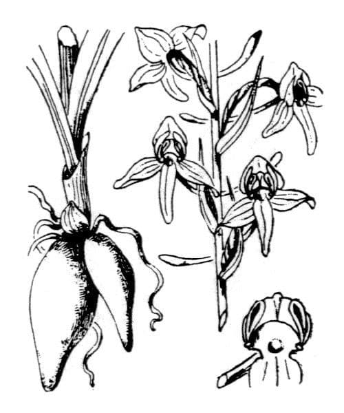 Zweiblättrige Waldhyazinthe 29