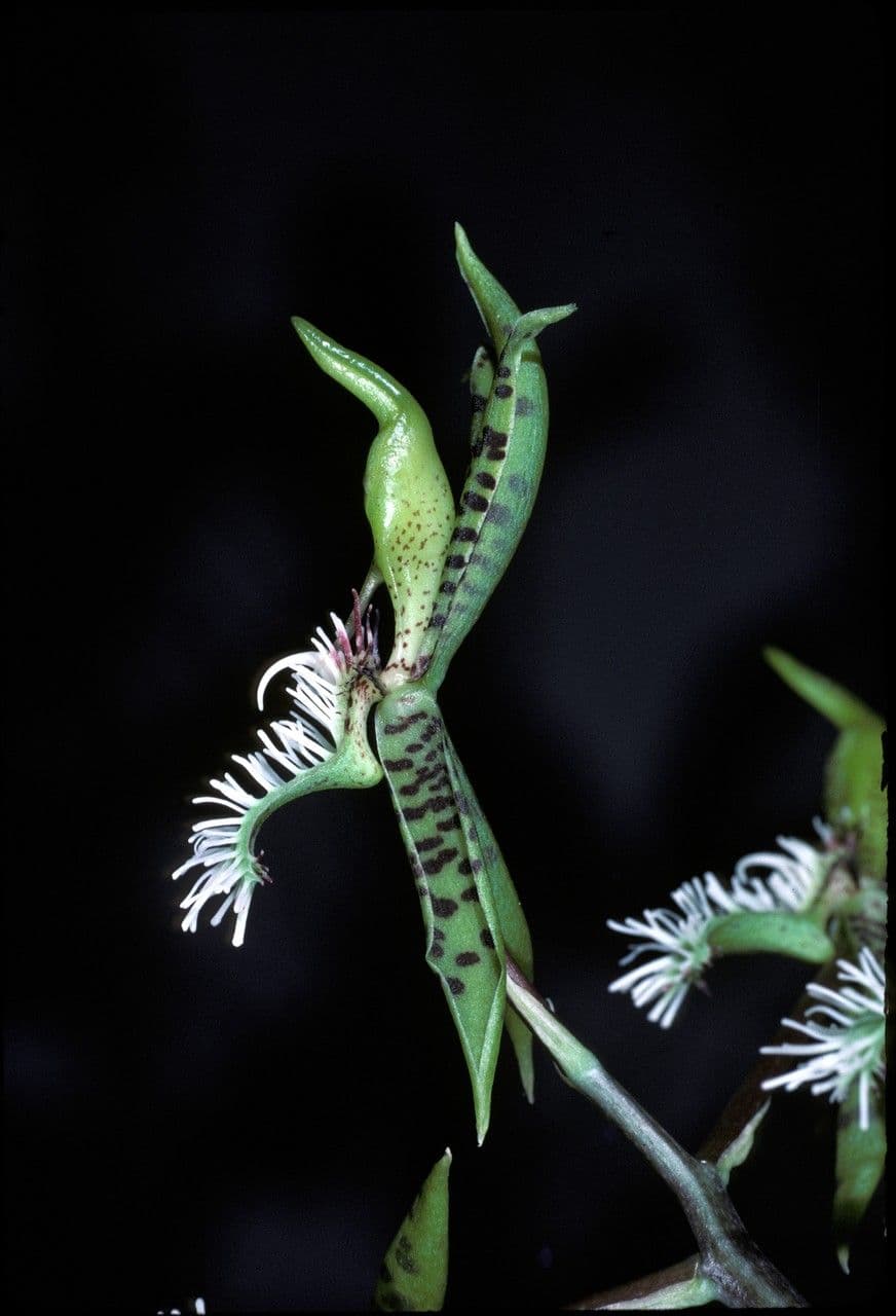 Bärtiges Katasetum 3