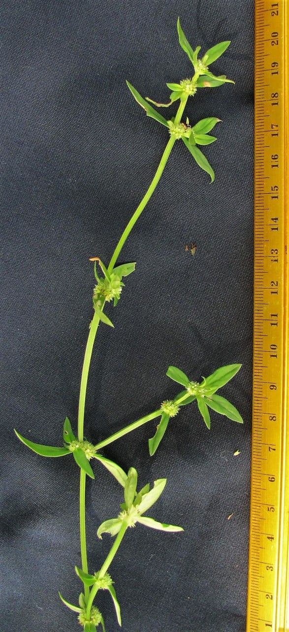 Spermacoce prostrata 14