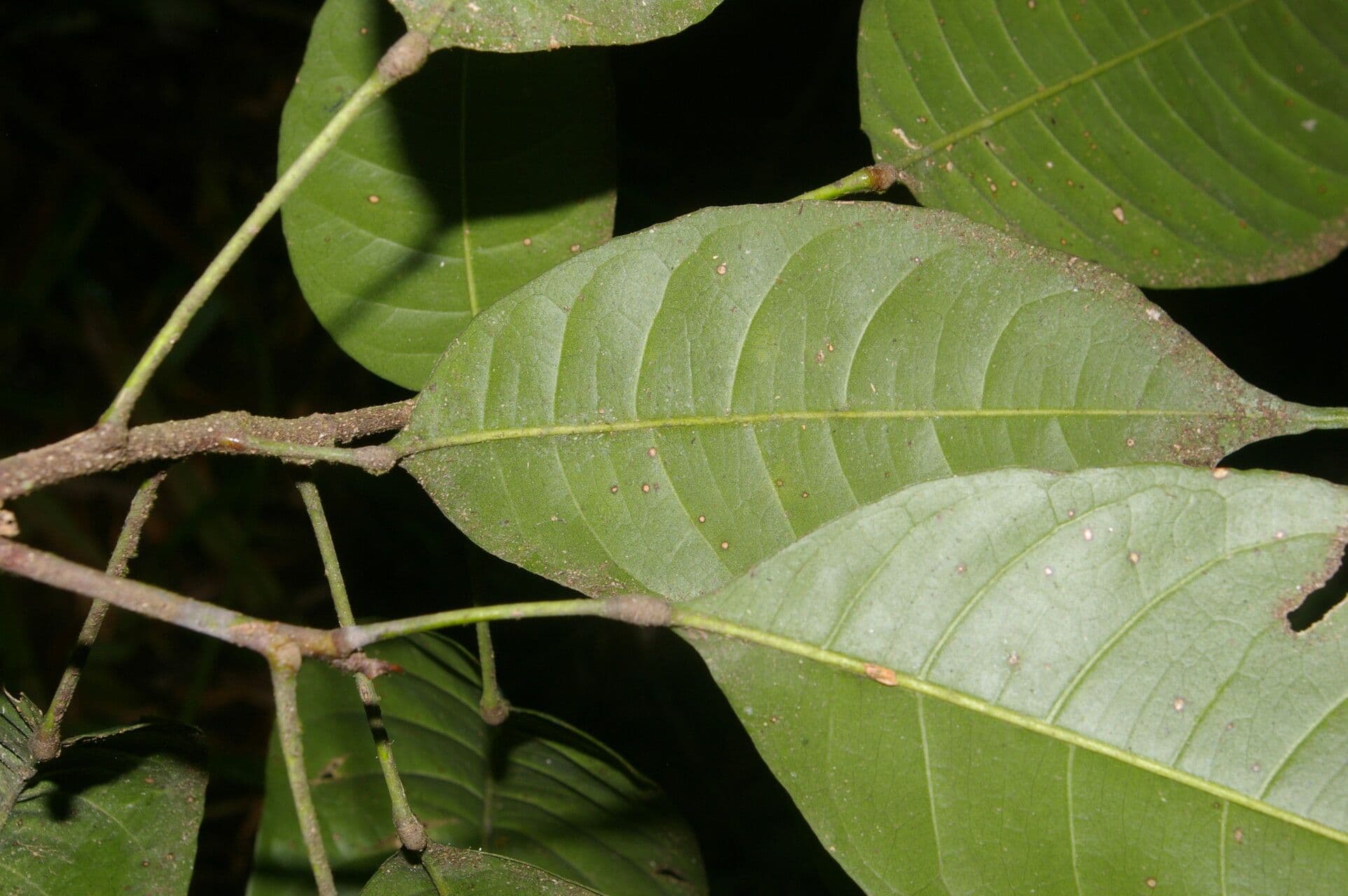 Conchocarpus 11