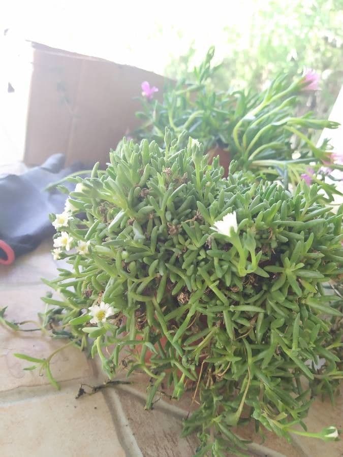 Spergularia marina 10