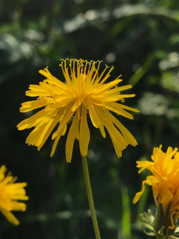 Radicchiella capillare 10