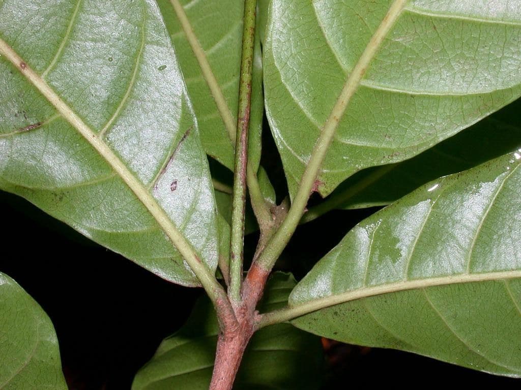 Pouteria durlandii 22