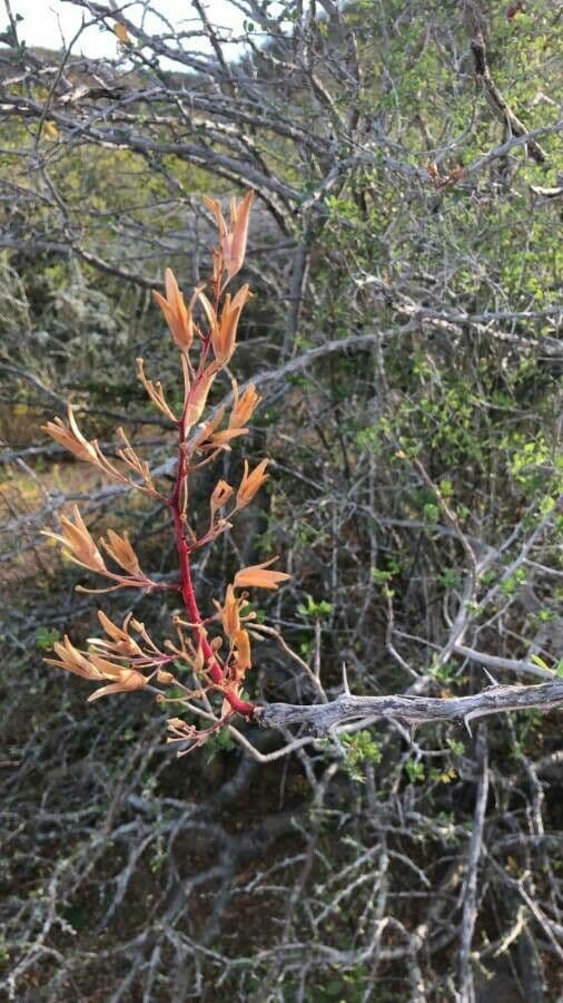 Spiny redberry 4
