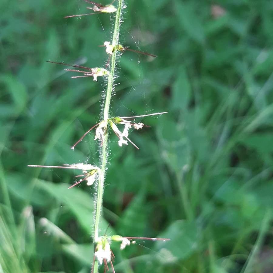 Wavyleaf basketgrass 2