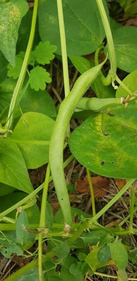 Amphicarpaea bracteata 2