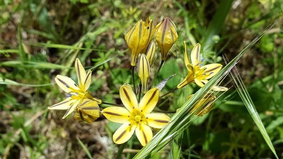Triteleia di Henderson 5