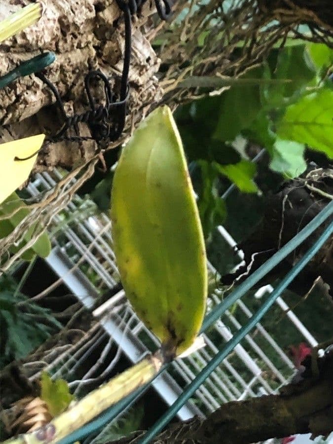 Loddiges-Cattleya 10