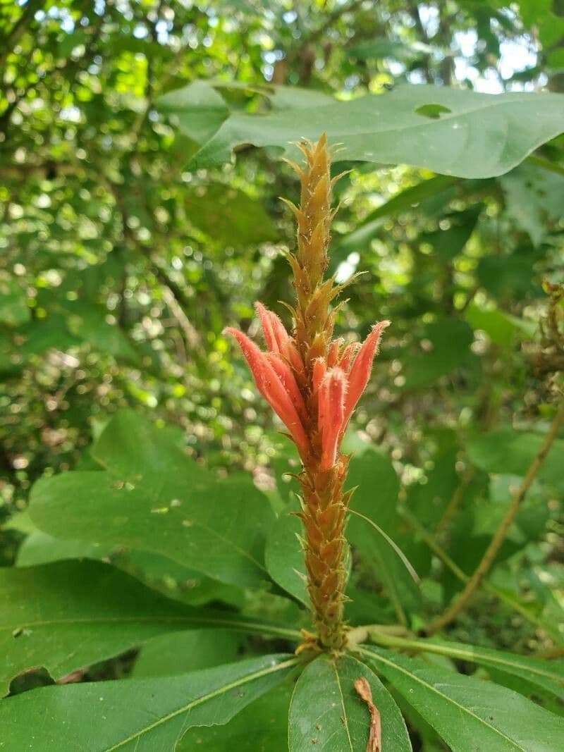 Aphelandra scabra 6