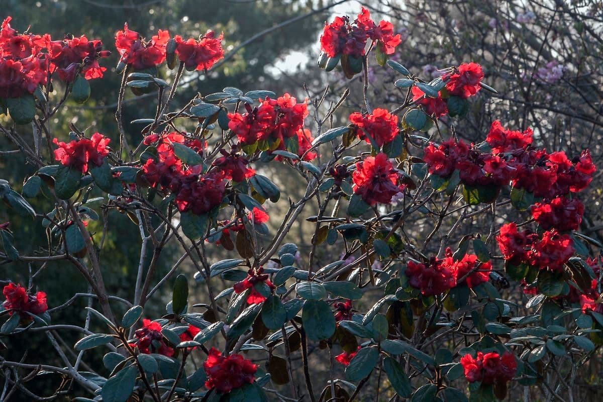 Rododendro