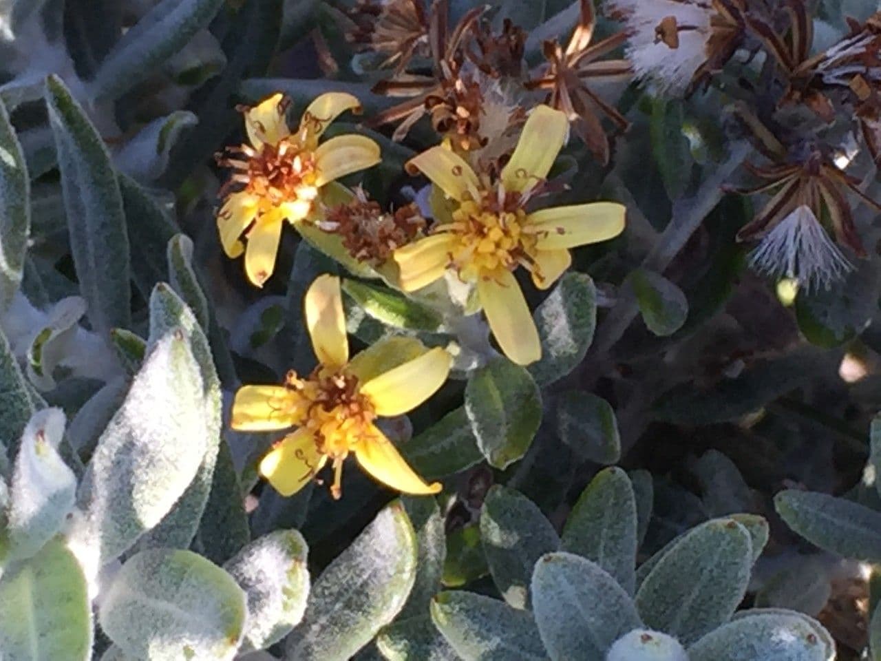 Hubertia 27