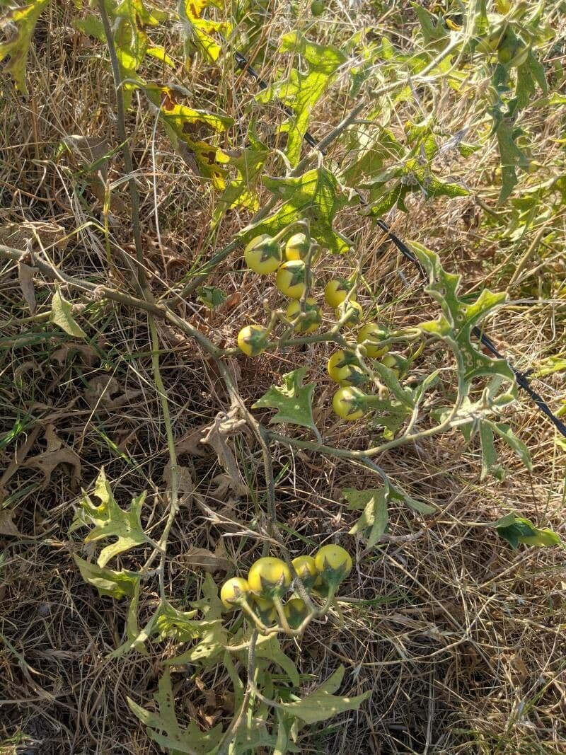 Solanum dimidiato 2