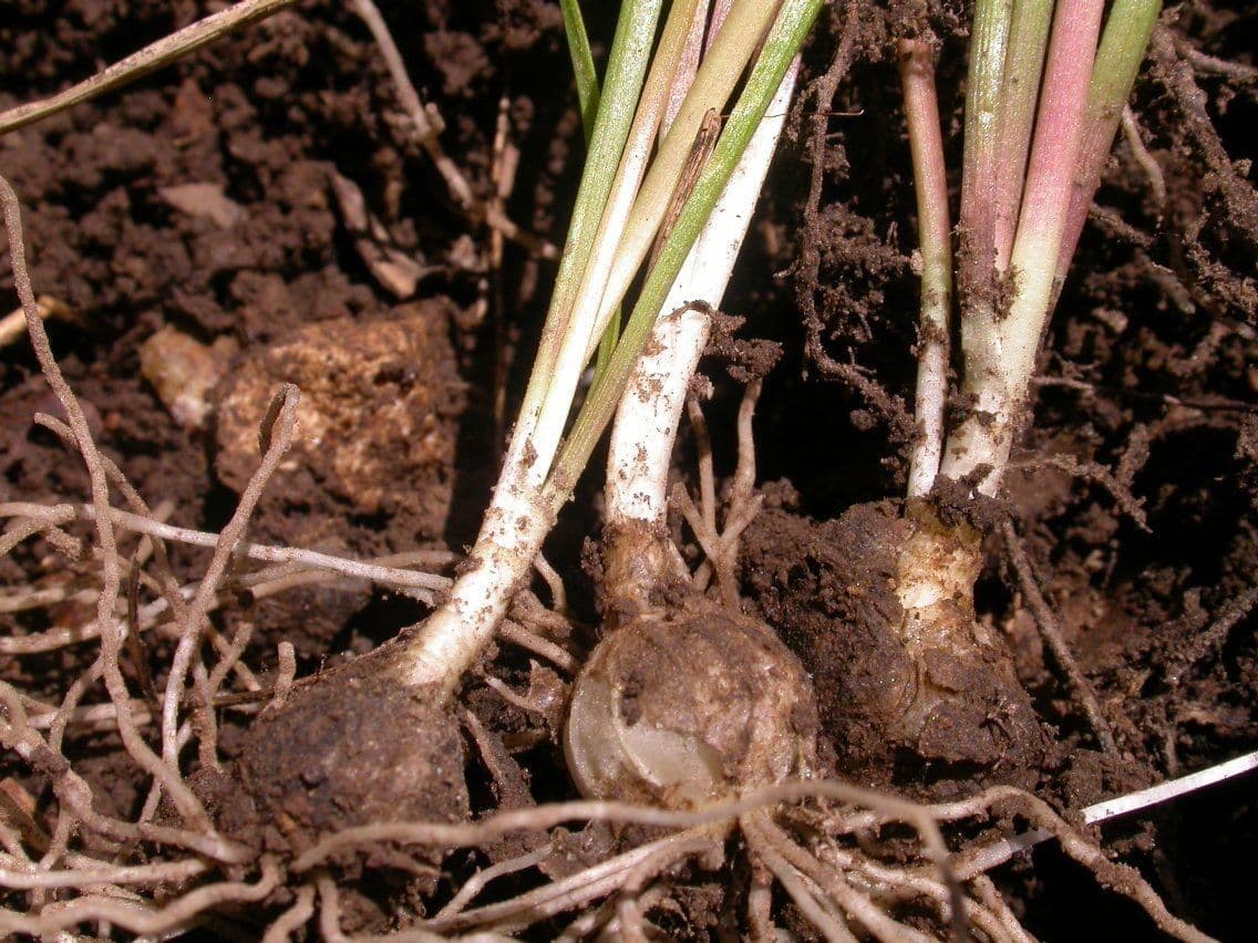 Nothoscordum bivalve 11