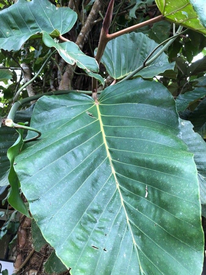 Coussapoa villosa 11