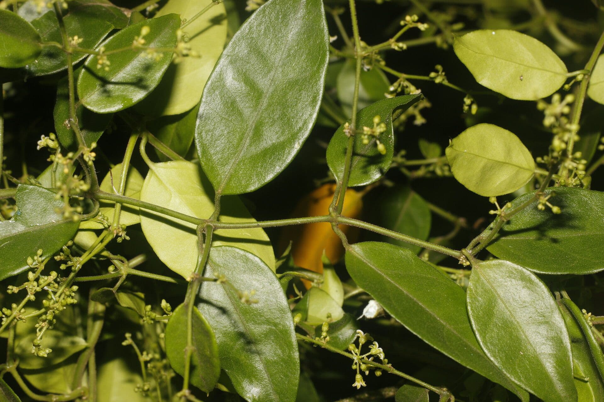 Tassadia