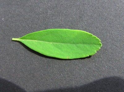Spirea giapponese 26