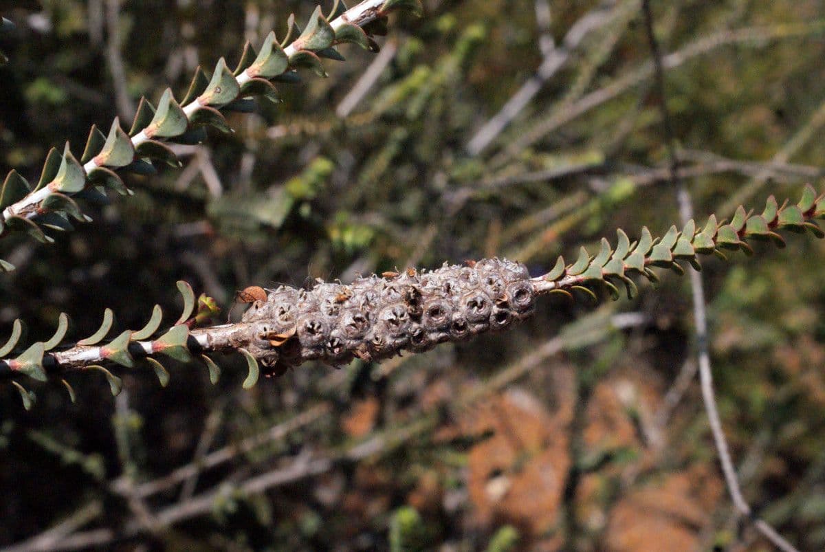 Grevillea scarlatta 5