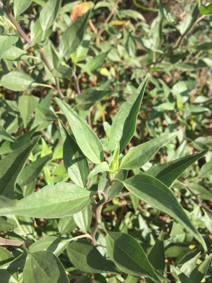 Encelia kalifornská 7