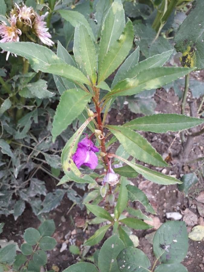 Balsamina 9
