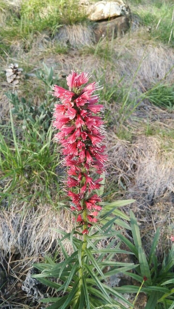 Pontechium maculato 4