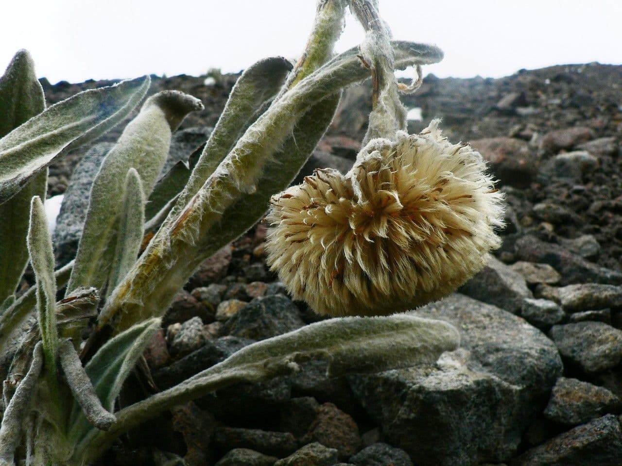Culcitium canescens