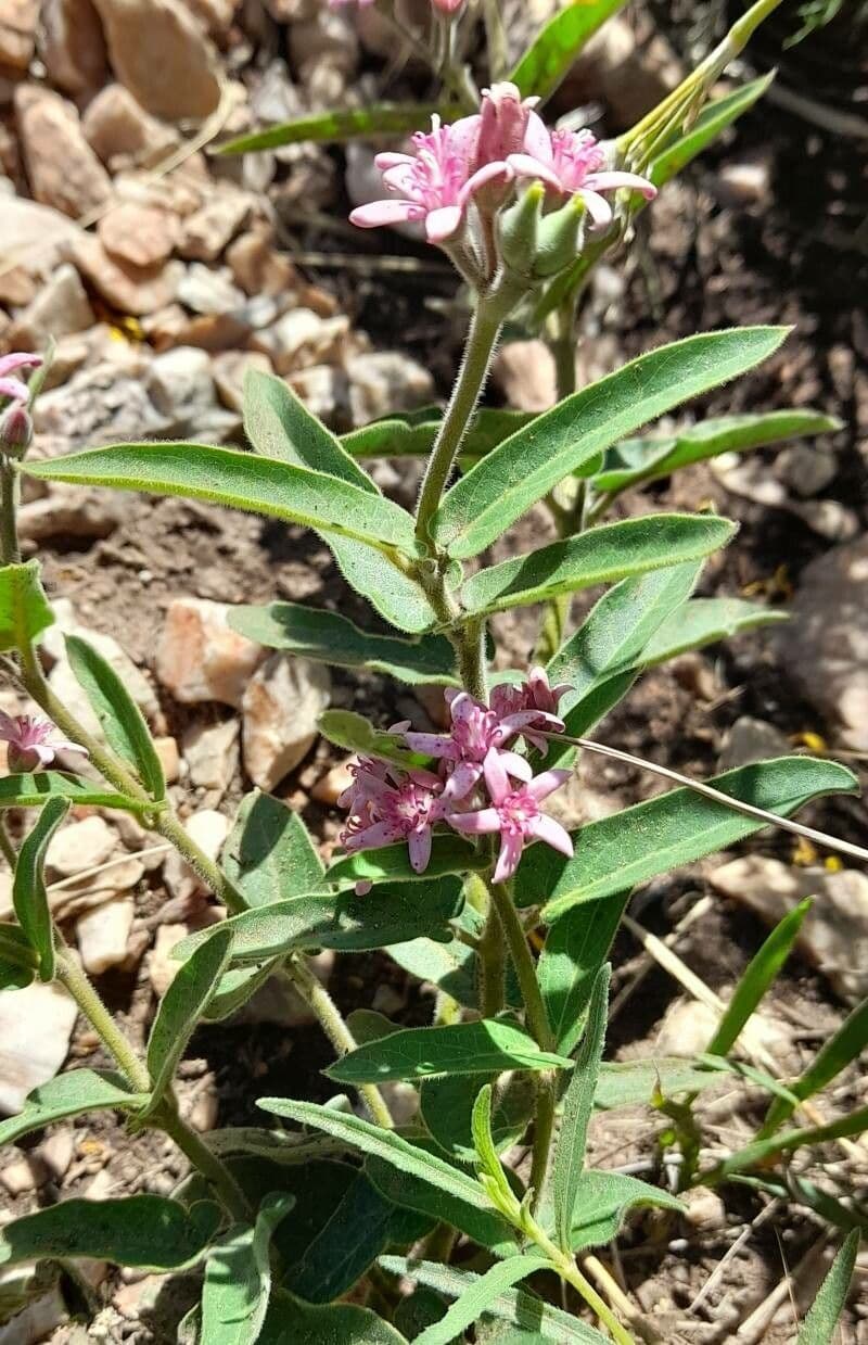 Oxypetalum 10