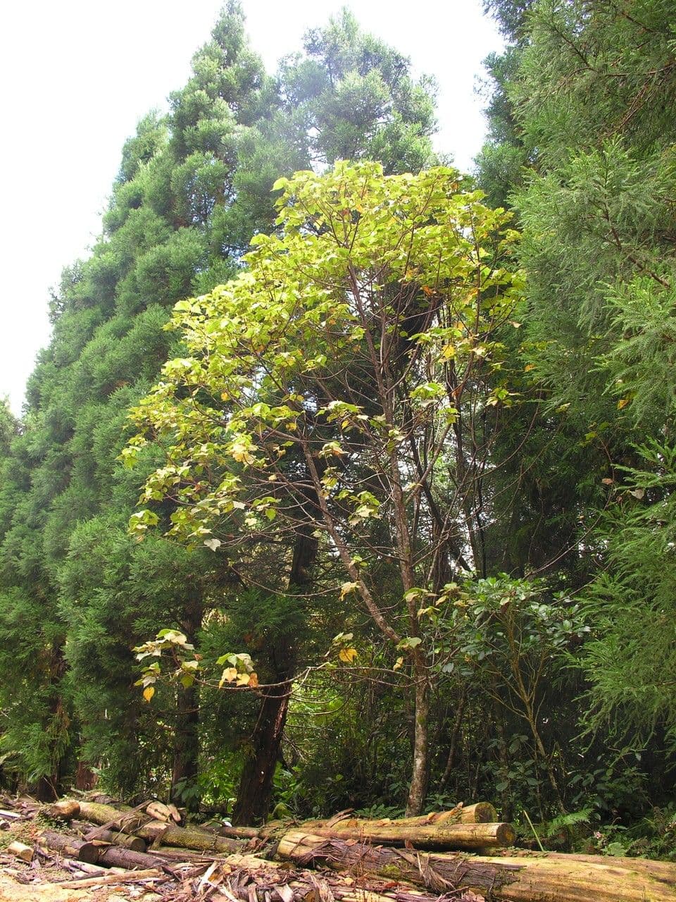 Dombeya 9
