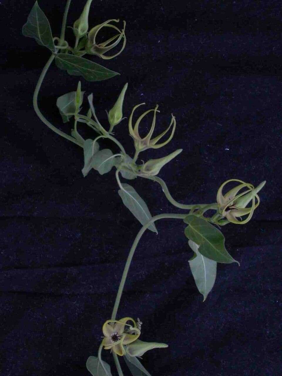 Oxypetalum 2