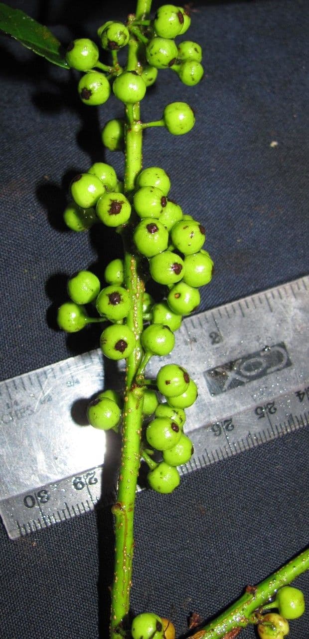 Ostrokv 3