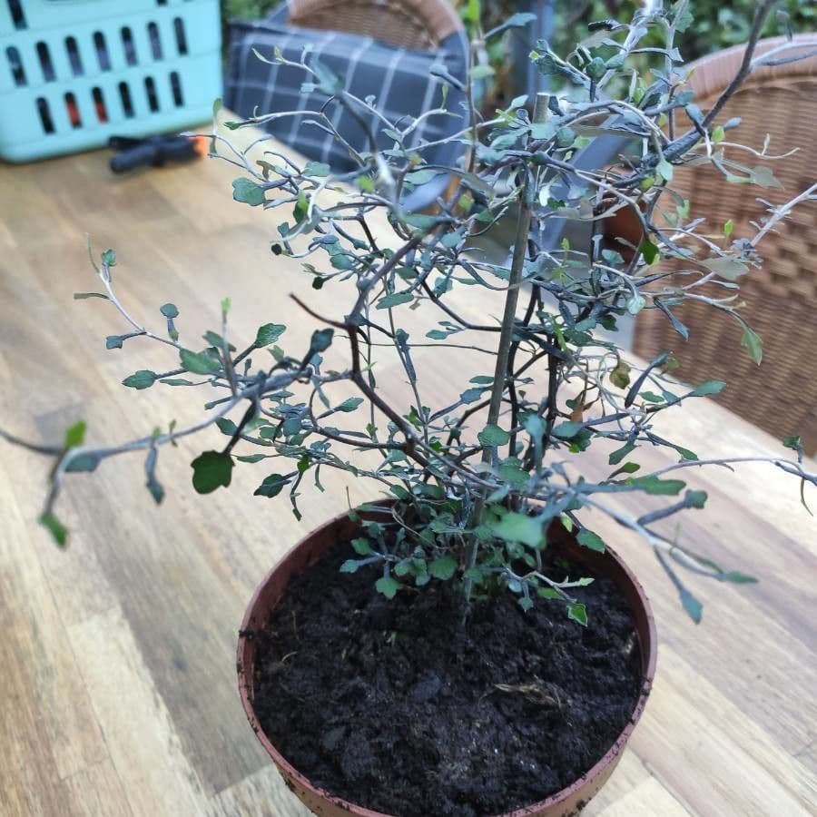 Corokia 15