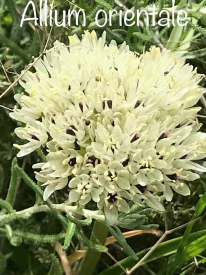 Cipolla orientale