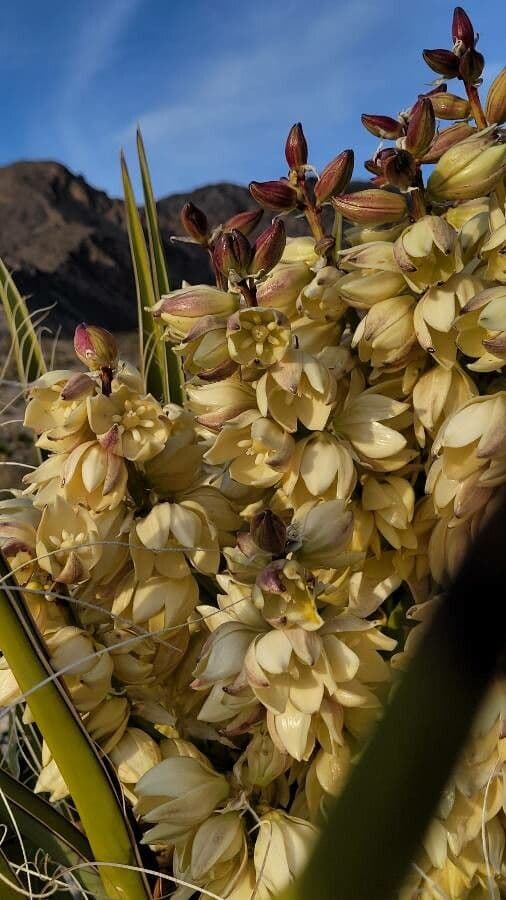 Yuca schidigera 8