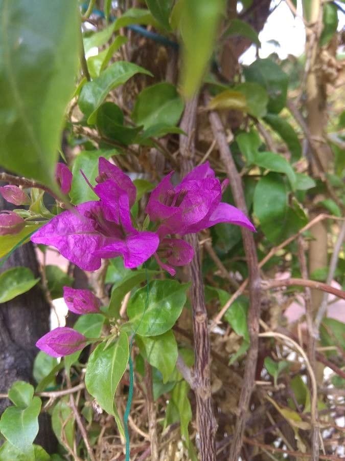 Bugenvilea 5