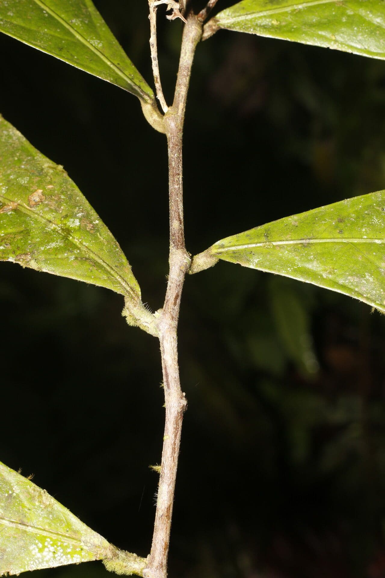 Adenophaedra 13