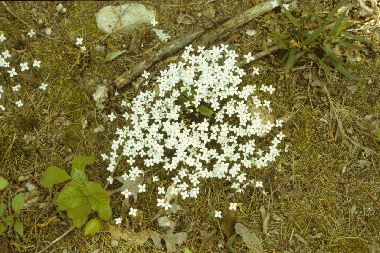 Houstonia azzurra 17