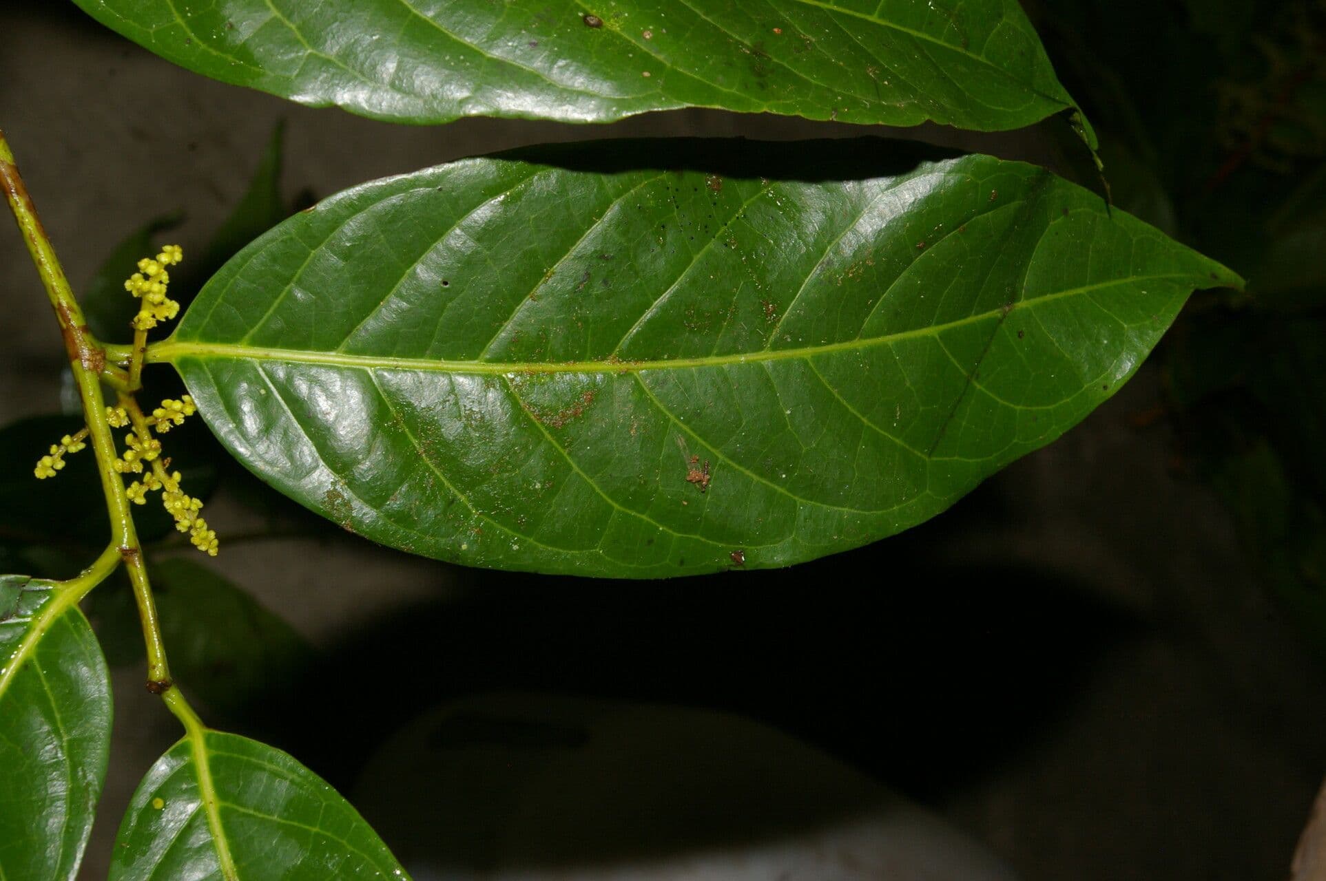 Perrottetia 4