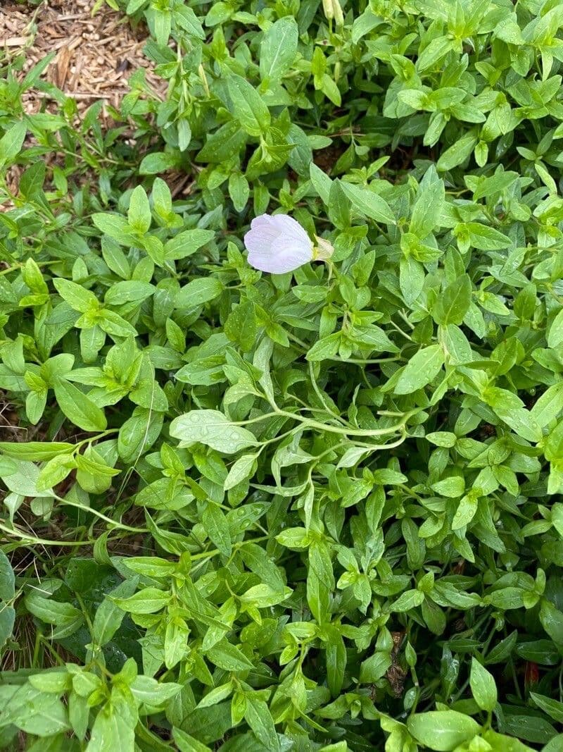 Enotera rosa 15