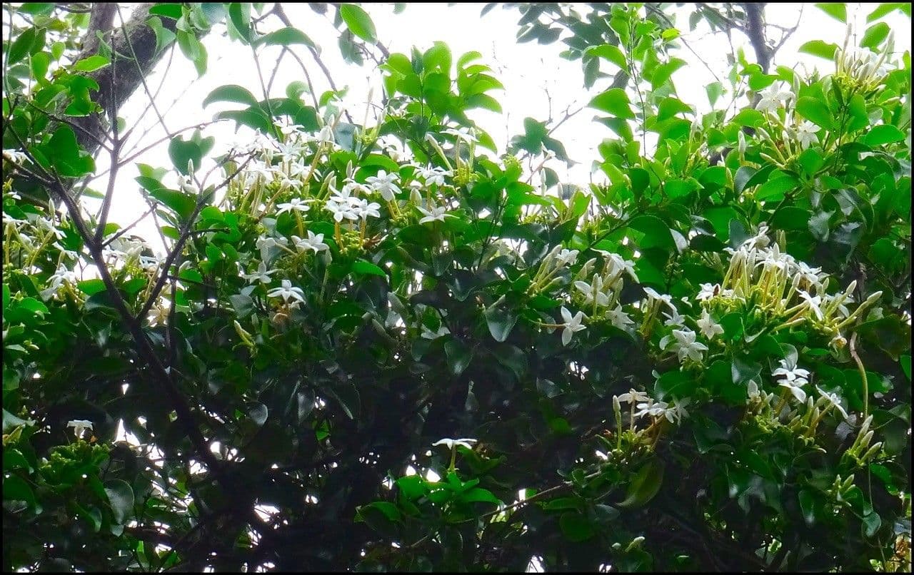 Jasmin 6
