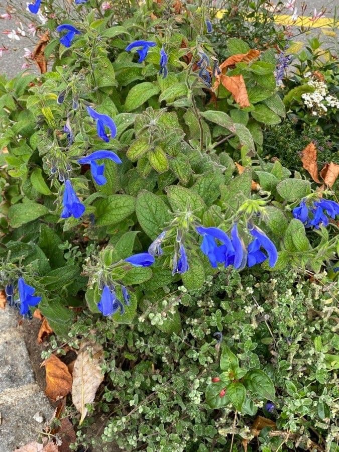 Salvia patens 10