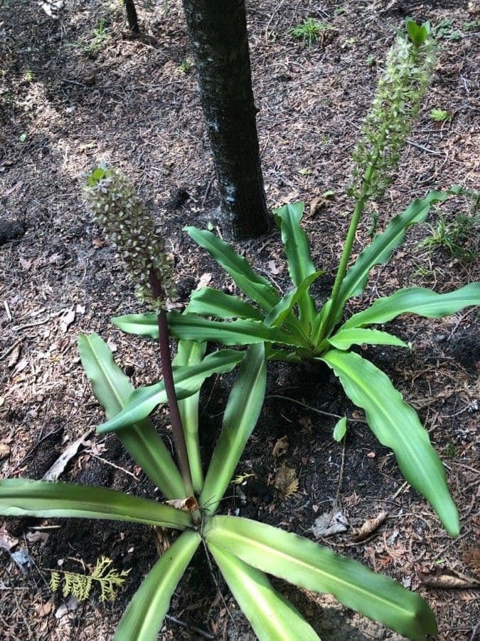 Eucomis 4
