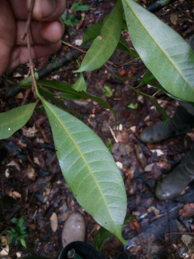Pouteria 5