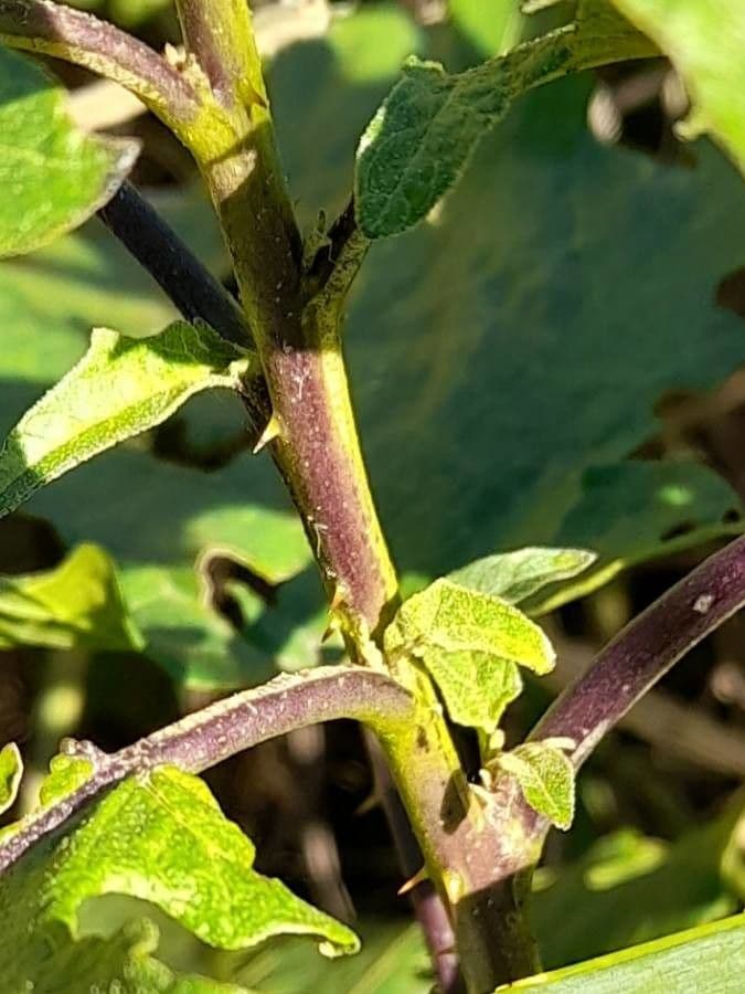 Solanum 24