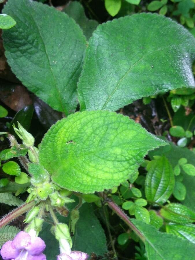 Chrysothemis melittifolia 13