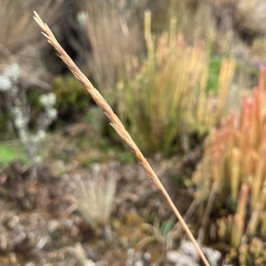 Festuca
