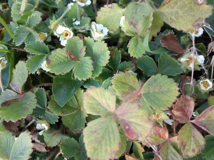 Potentilla della Turingia 4