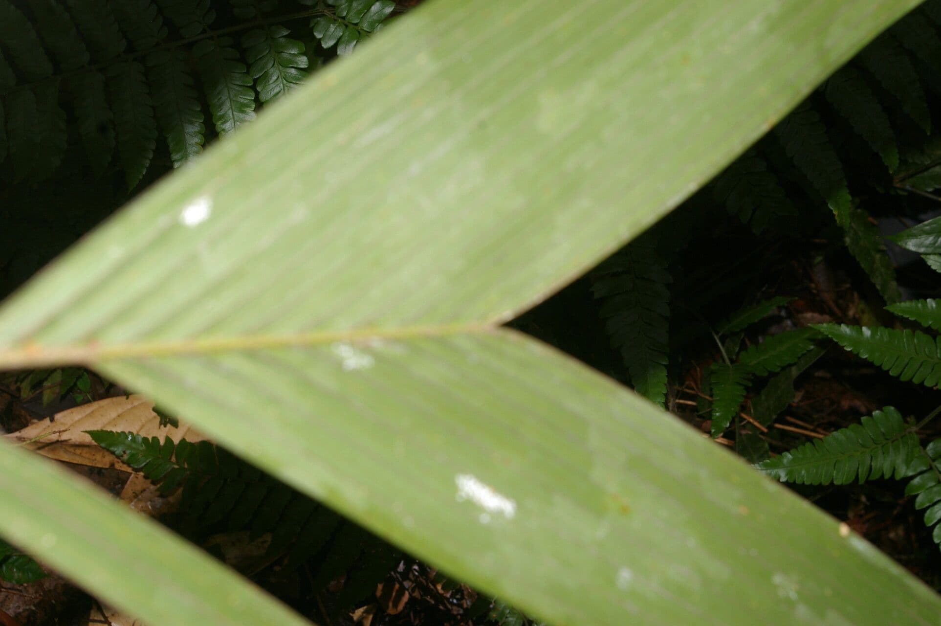 Ubim-Palme 9
